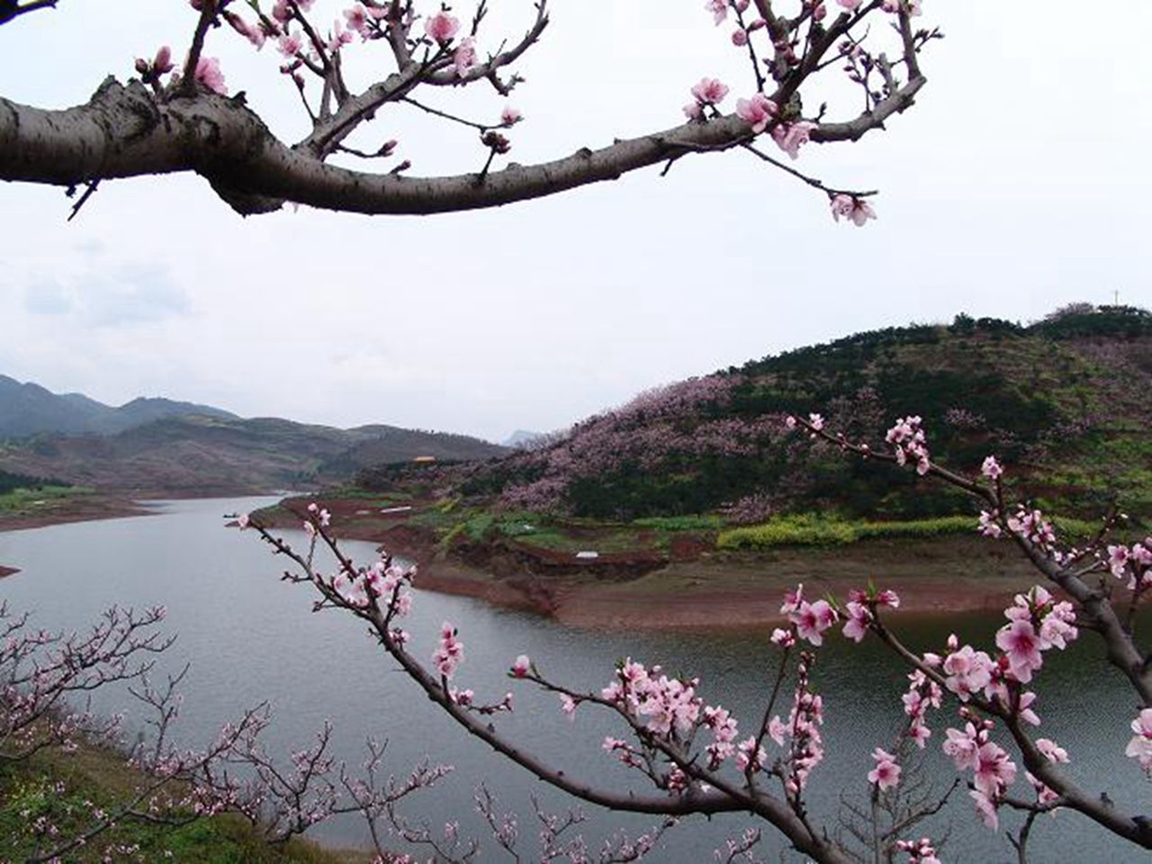 丹棱桃花源景区