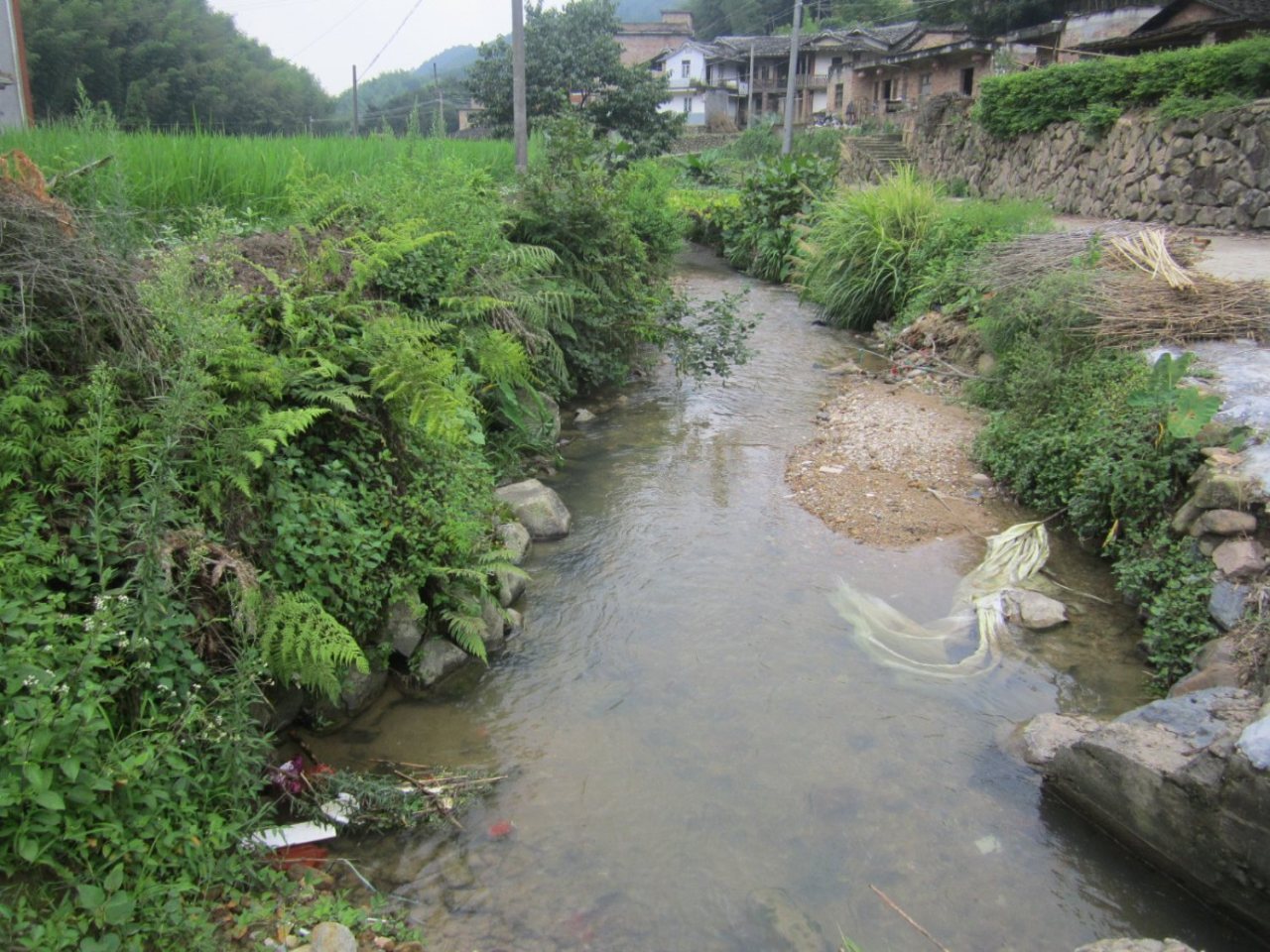 苦坑溪