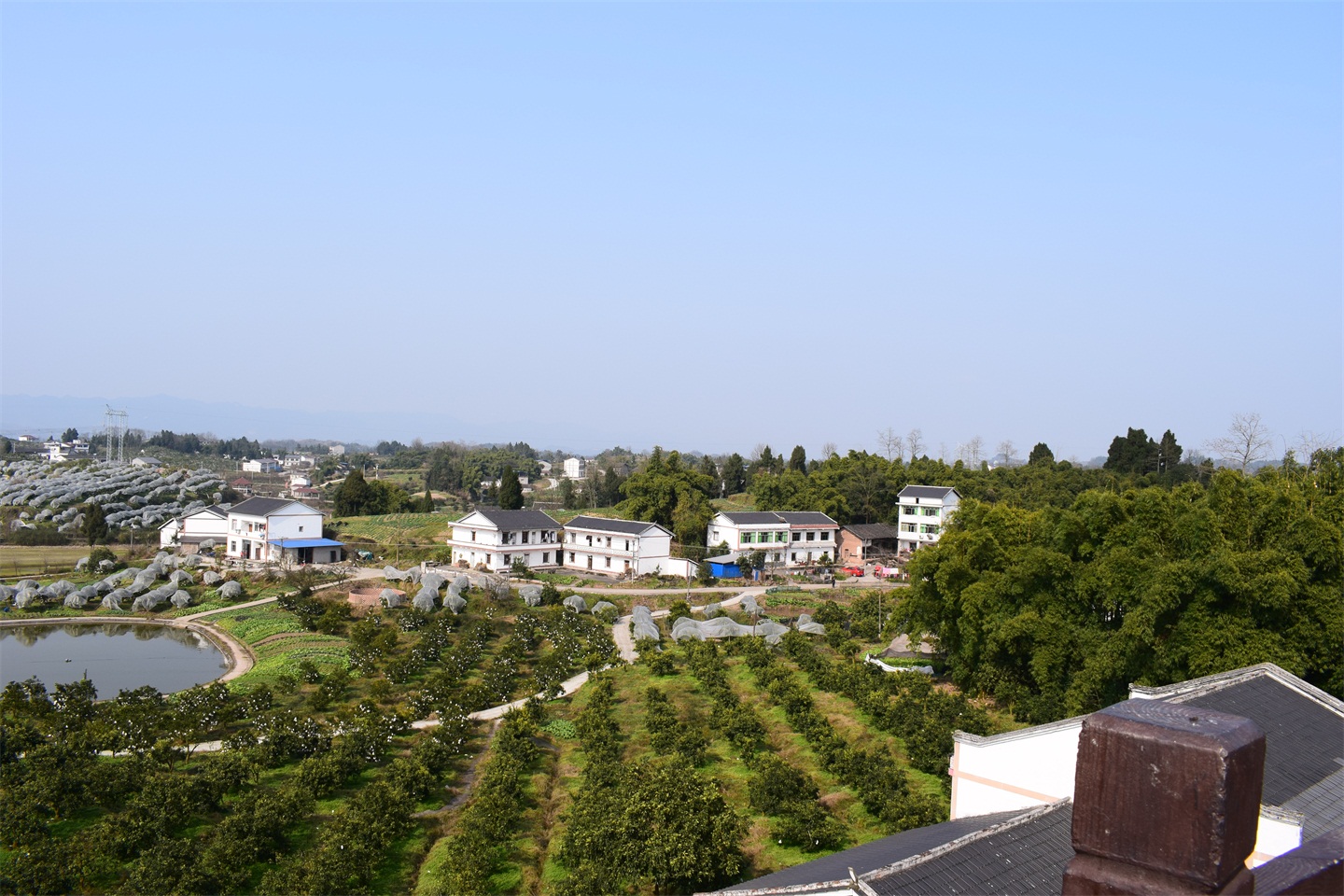 三峡橘海