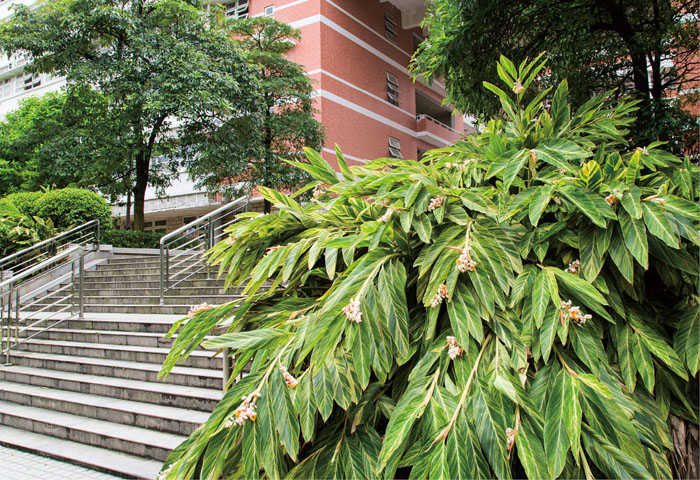 花叶艳山姜植于建筑物一角