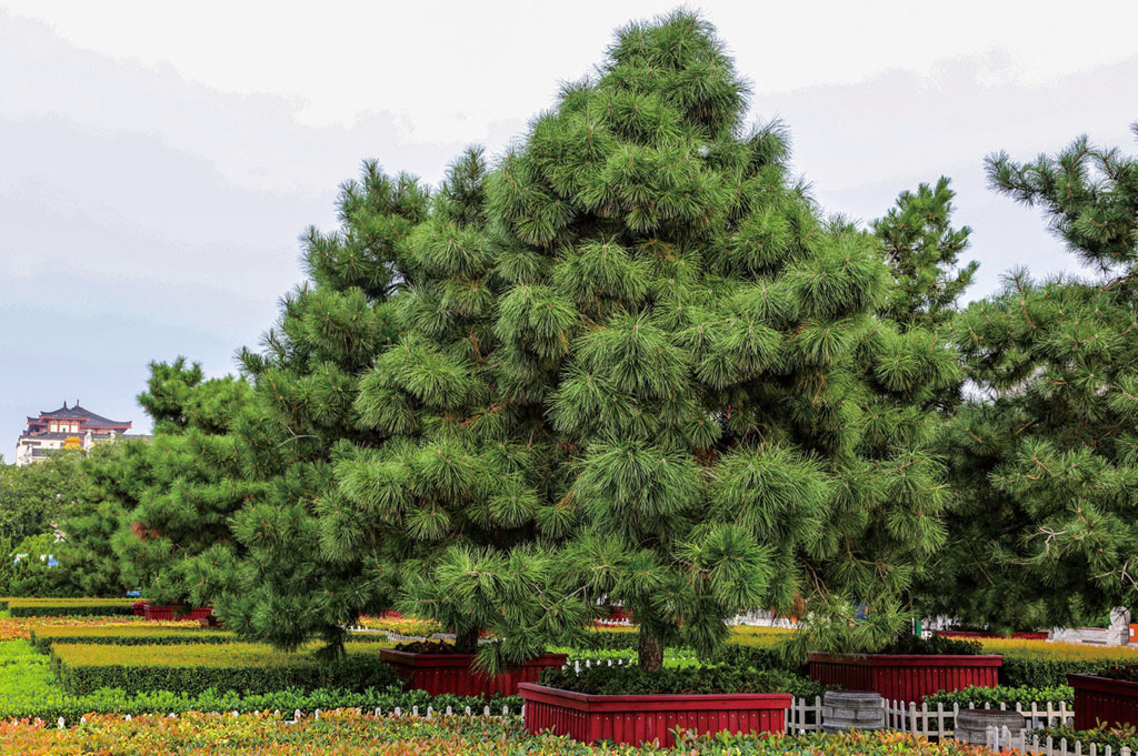 油松植做园景树