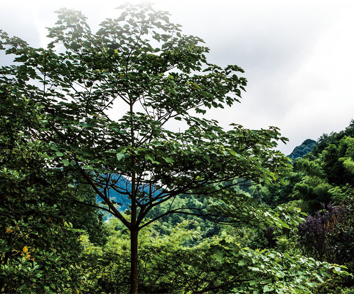 千年桐植做园景树