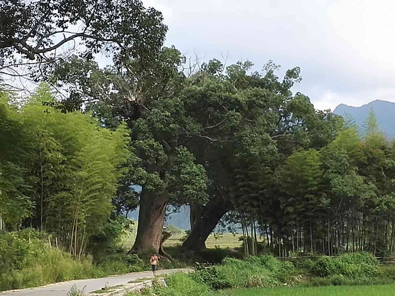 香樟古树群