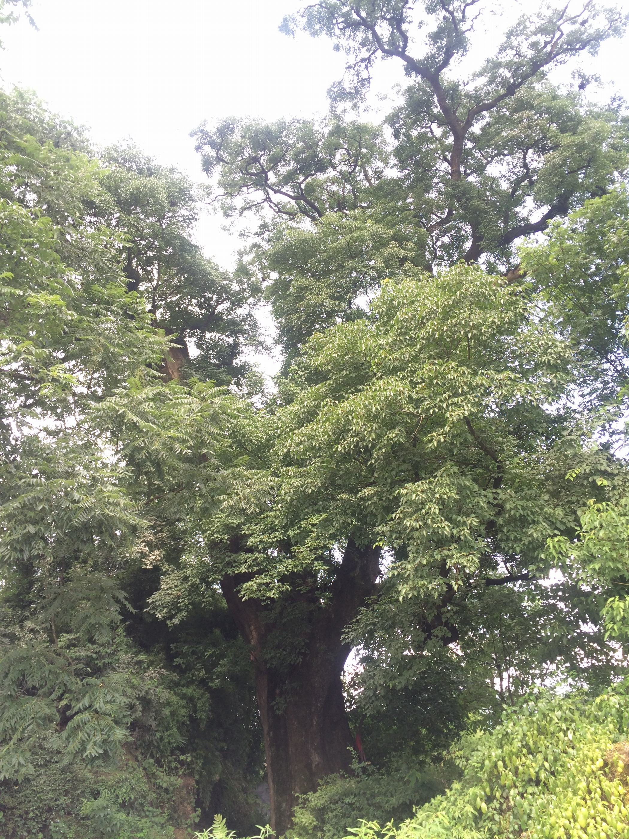 平阳屯千年乌杨