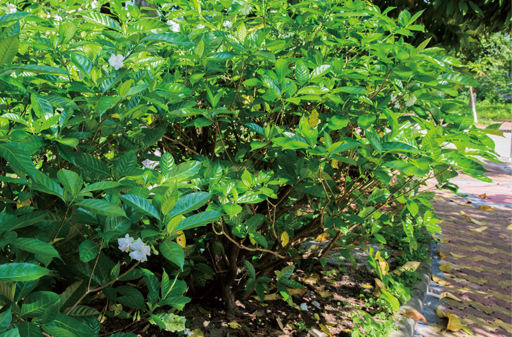 狗牙花植做花灌木