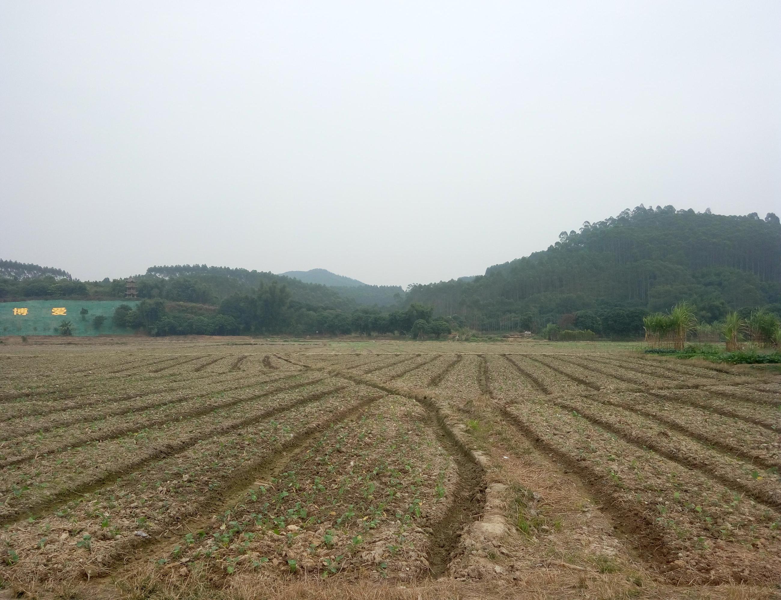 井岗山花海