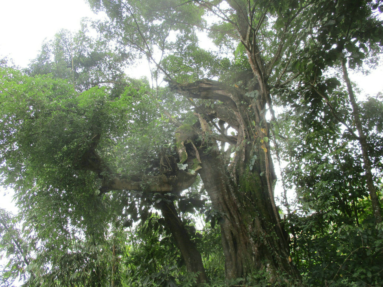 水井洼青树