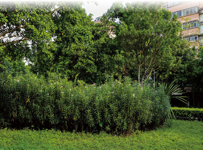 夹竹桃植做花灌木