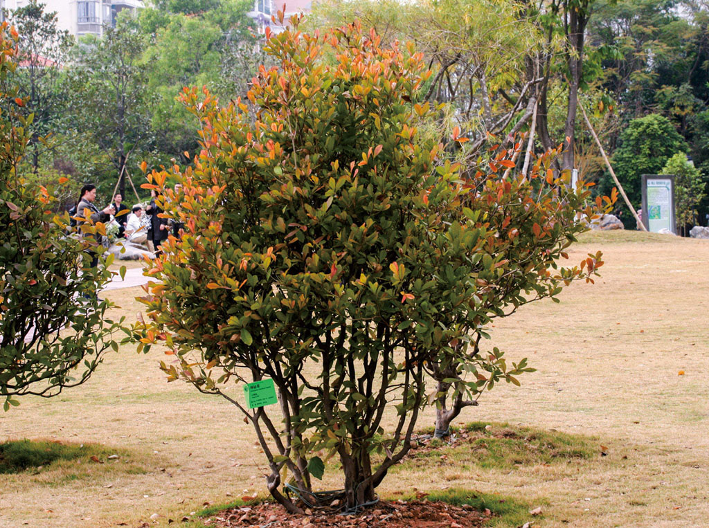 神秘果植于草坪中