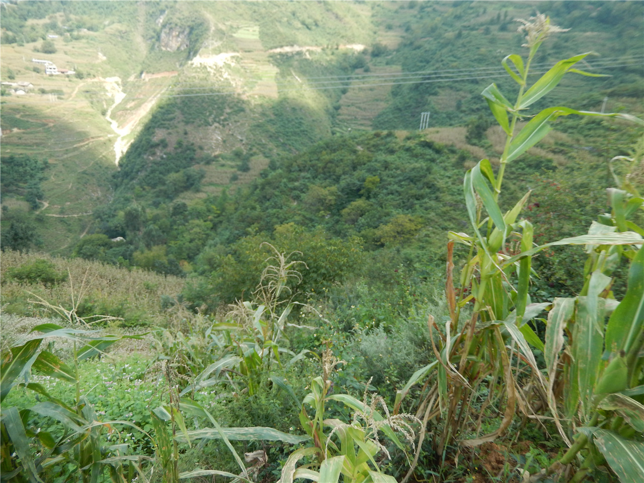 马宝树