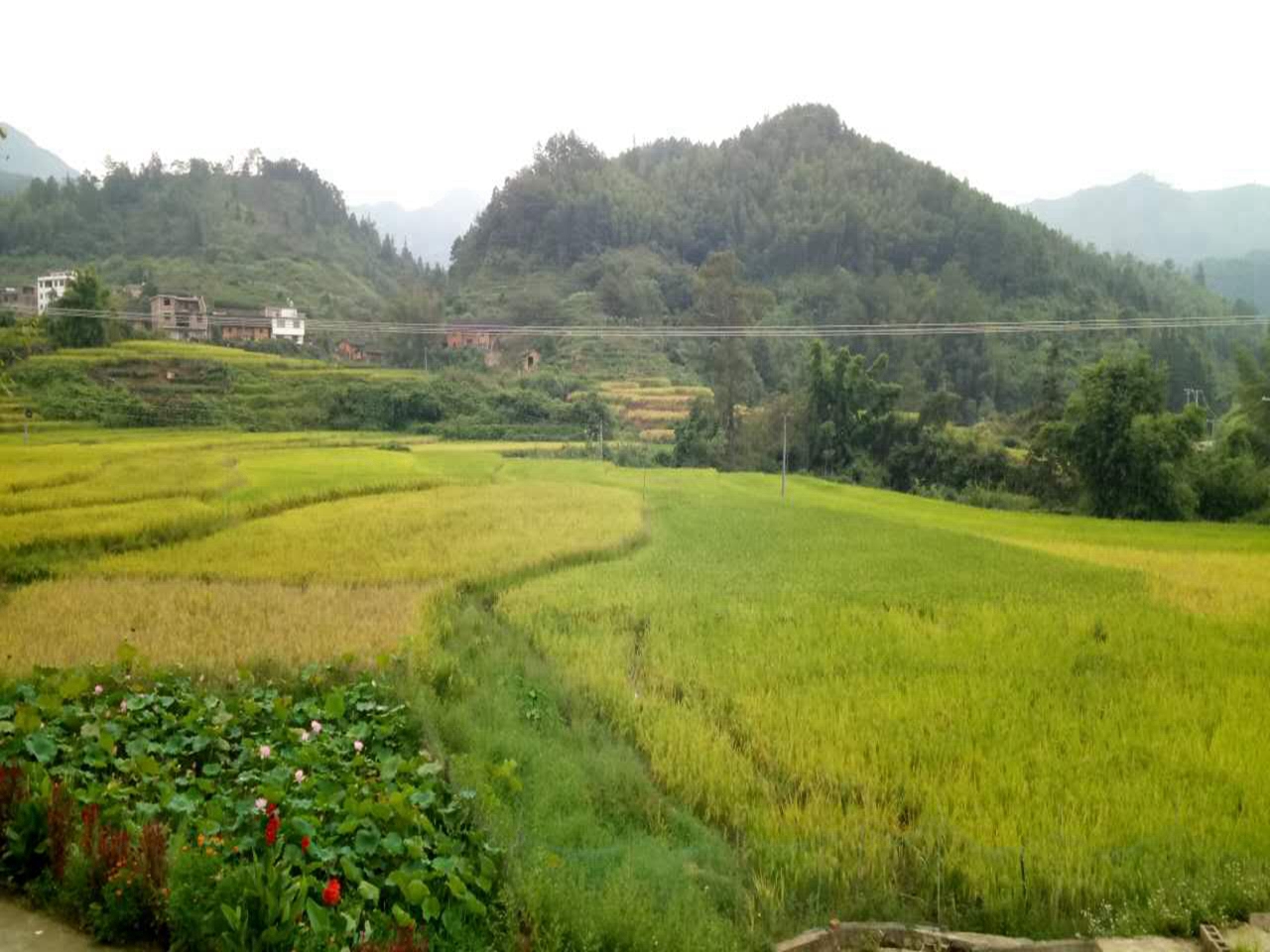 罗家深山梯田景区