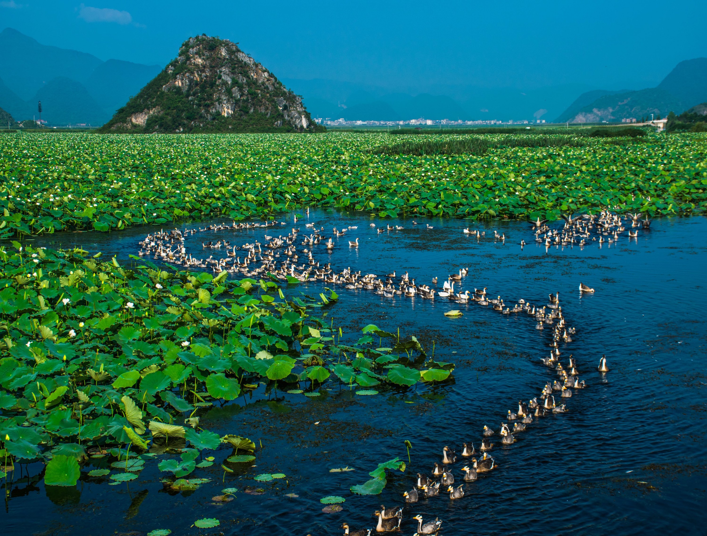 天鹅湖景点