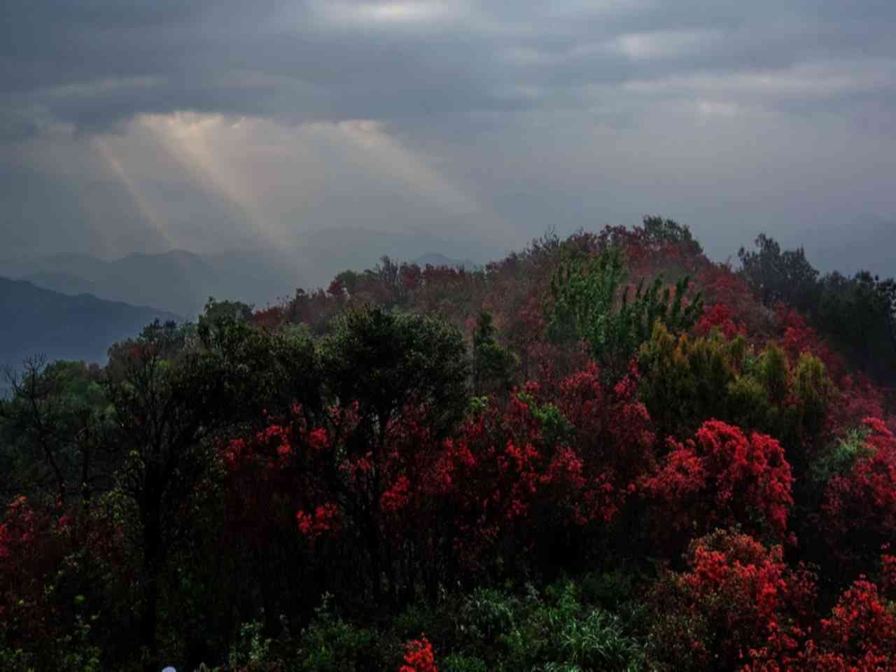 宝台山杜鹃花海