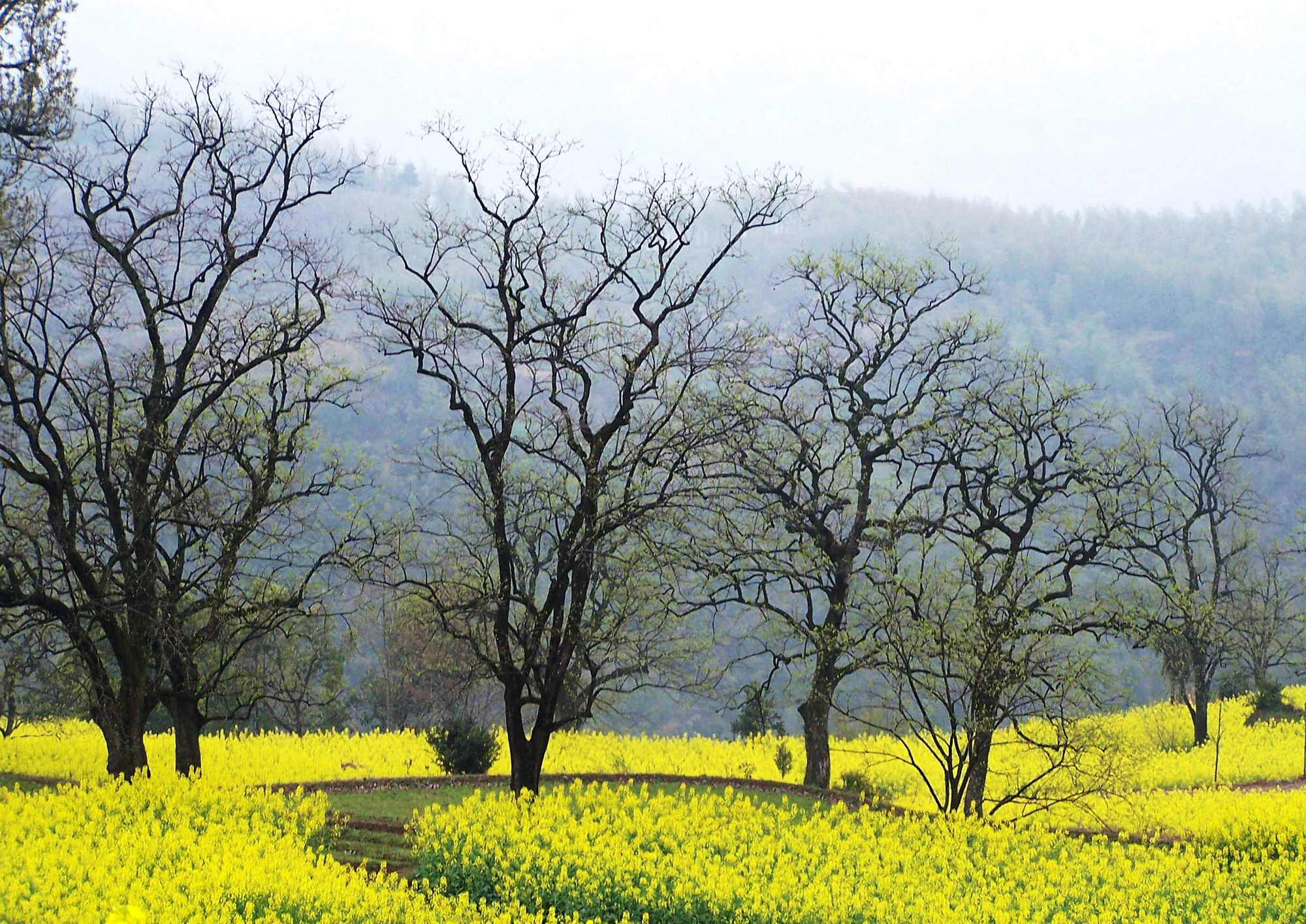 衢江区峡川镇东坪村