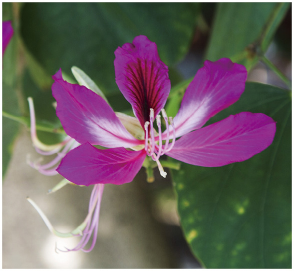 花枝