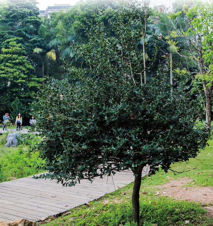 枸骨植于草坪中