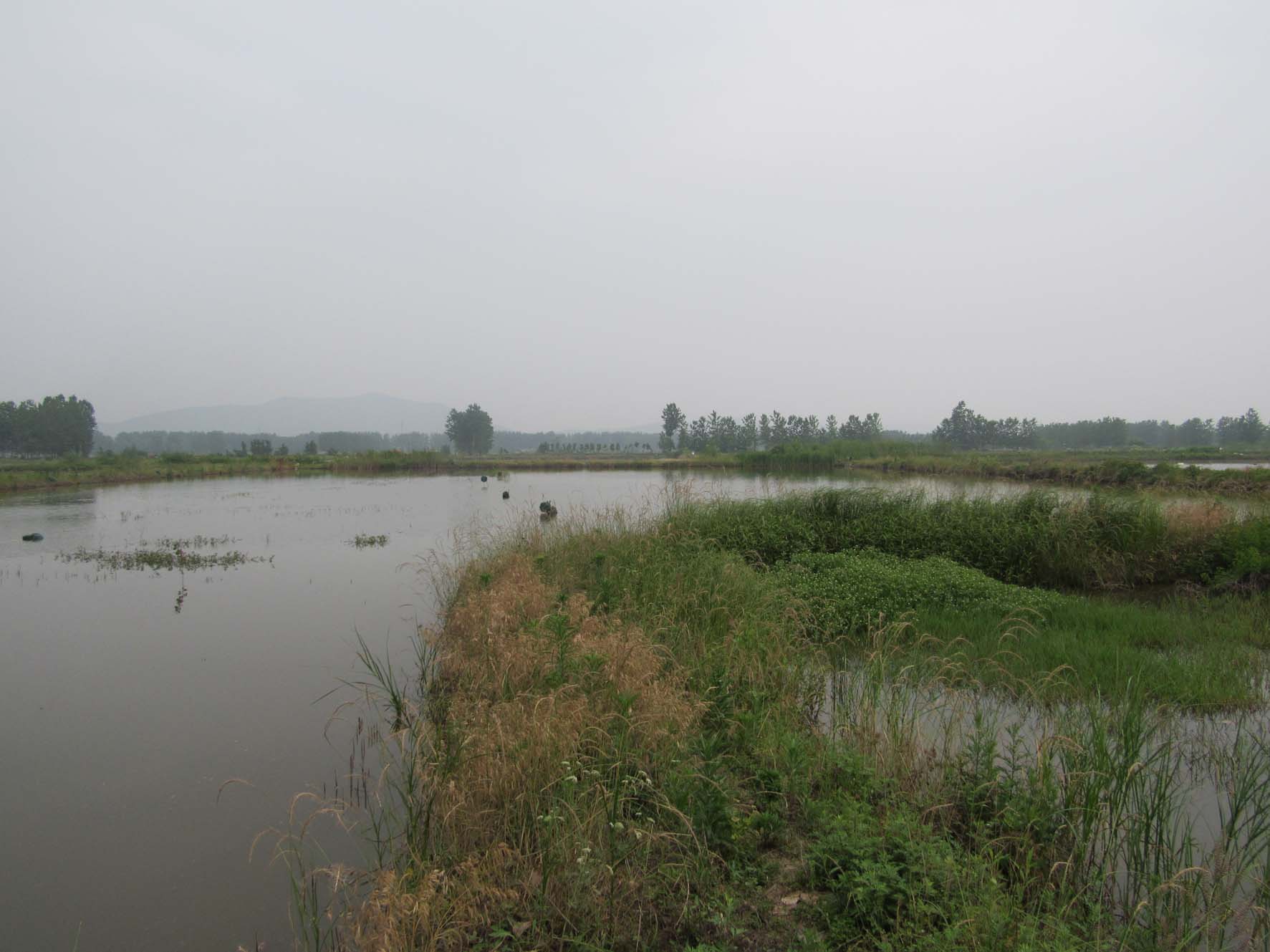 黄栗坝