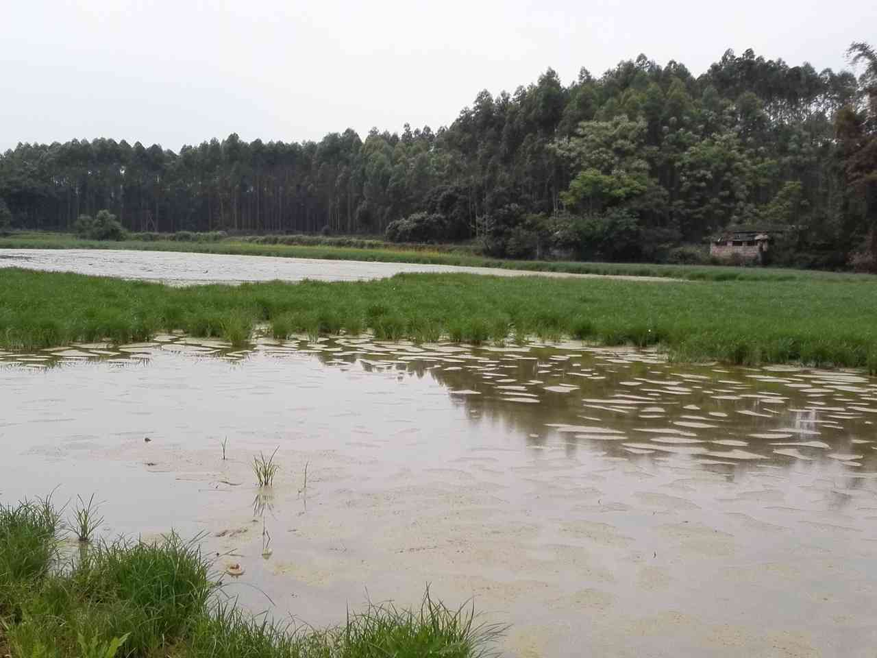 大塘河