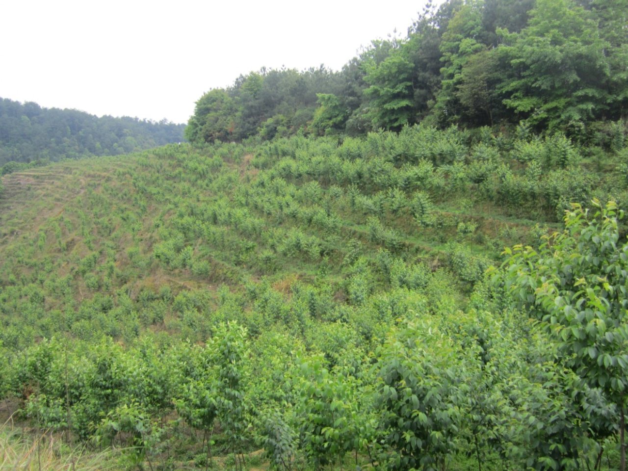 虎仔崙樱花基地