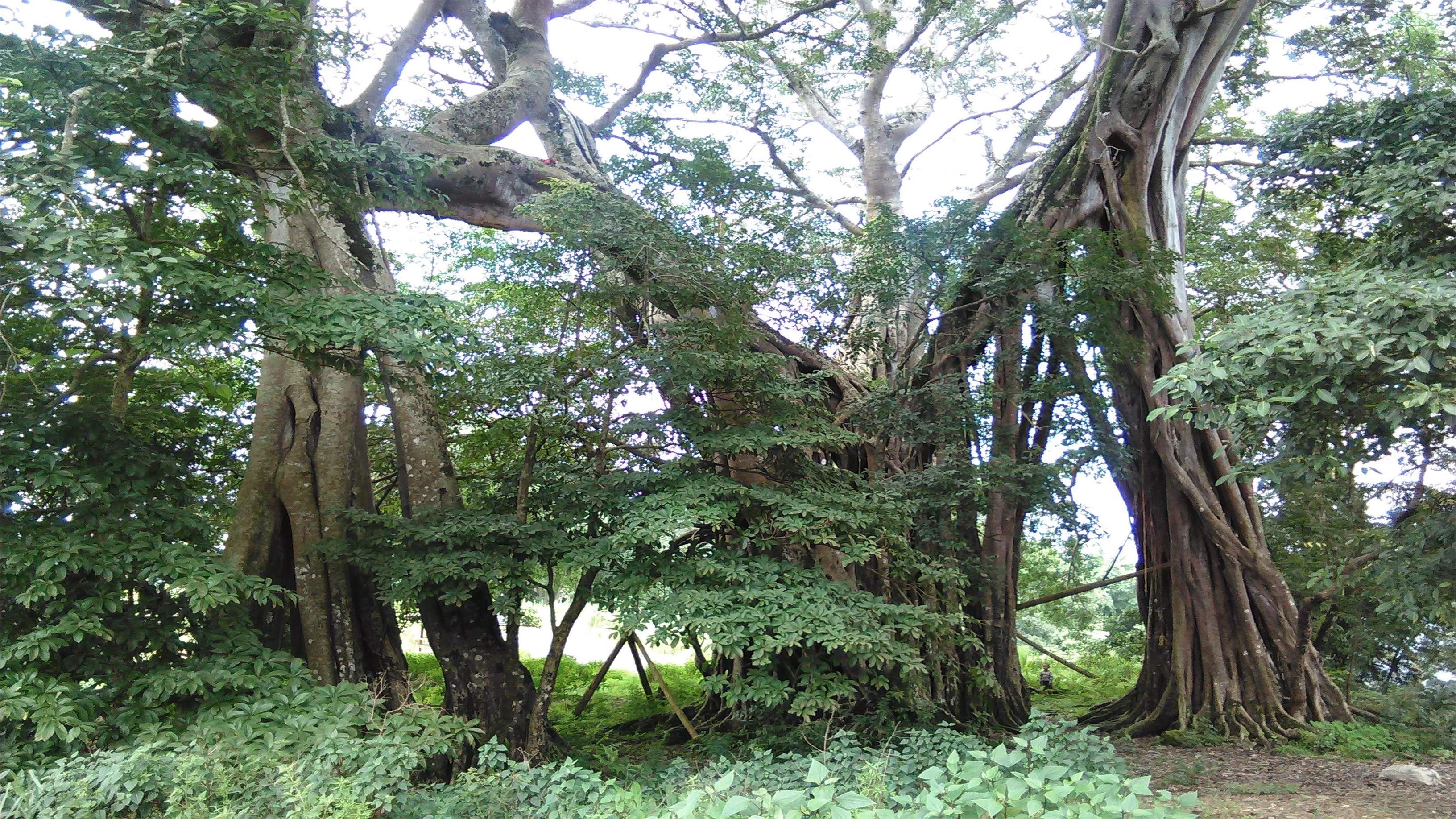 大曼糯独树成林风景区