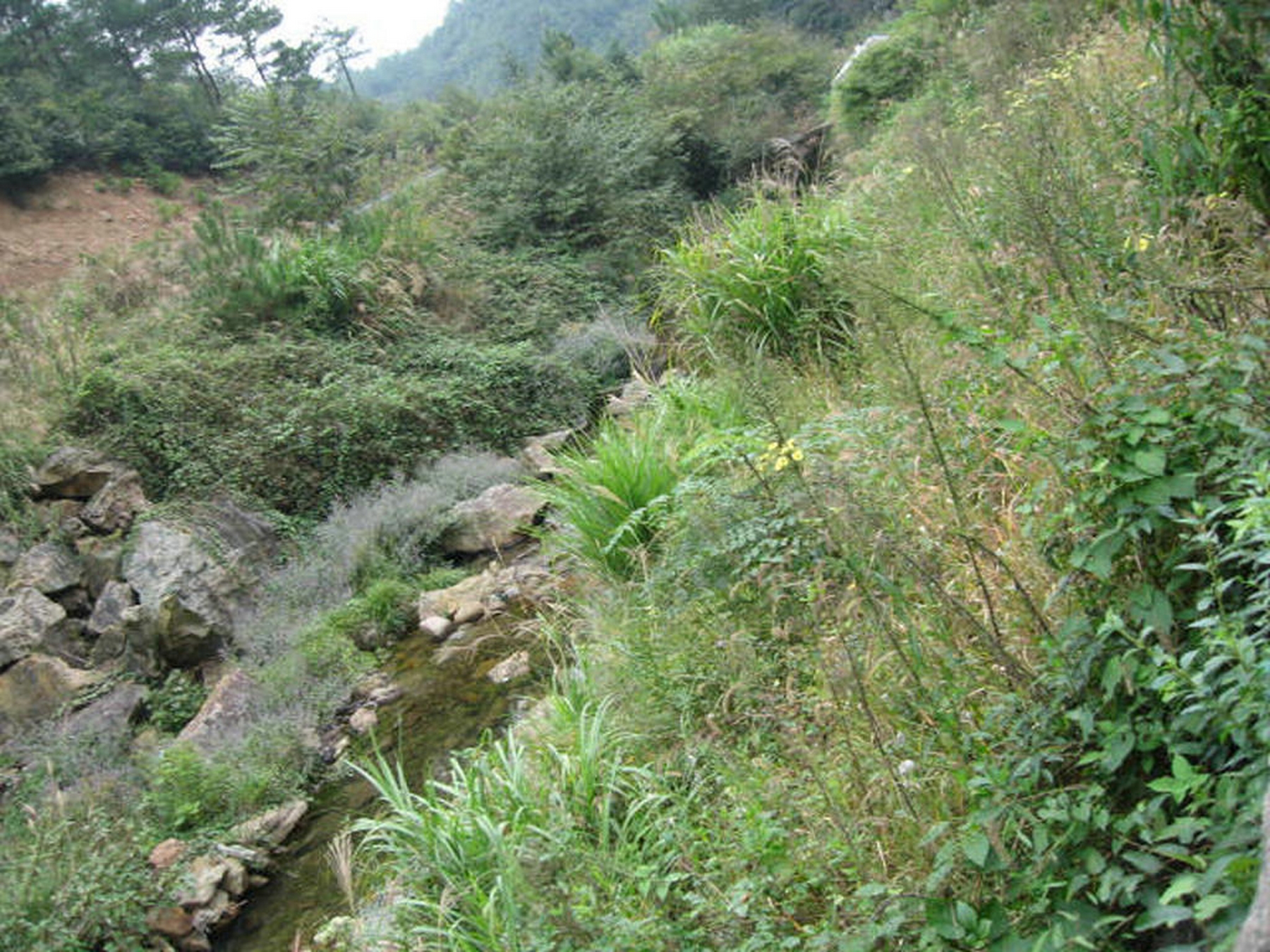 石芦山泉