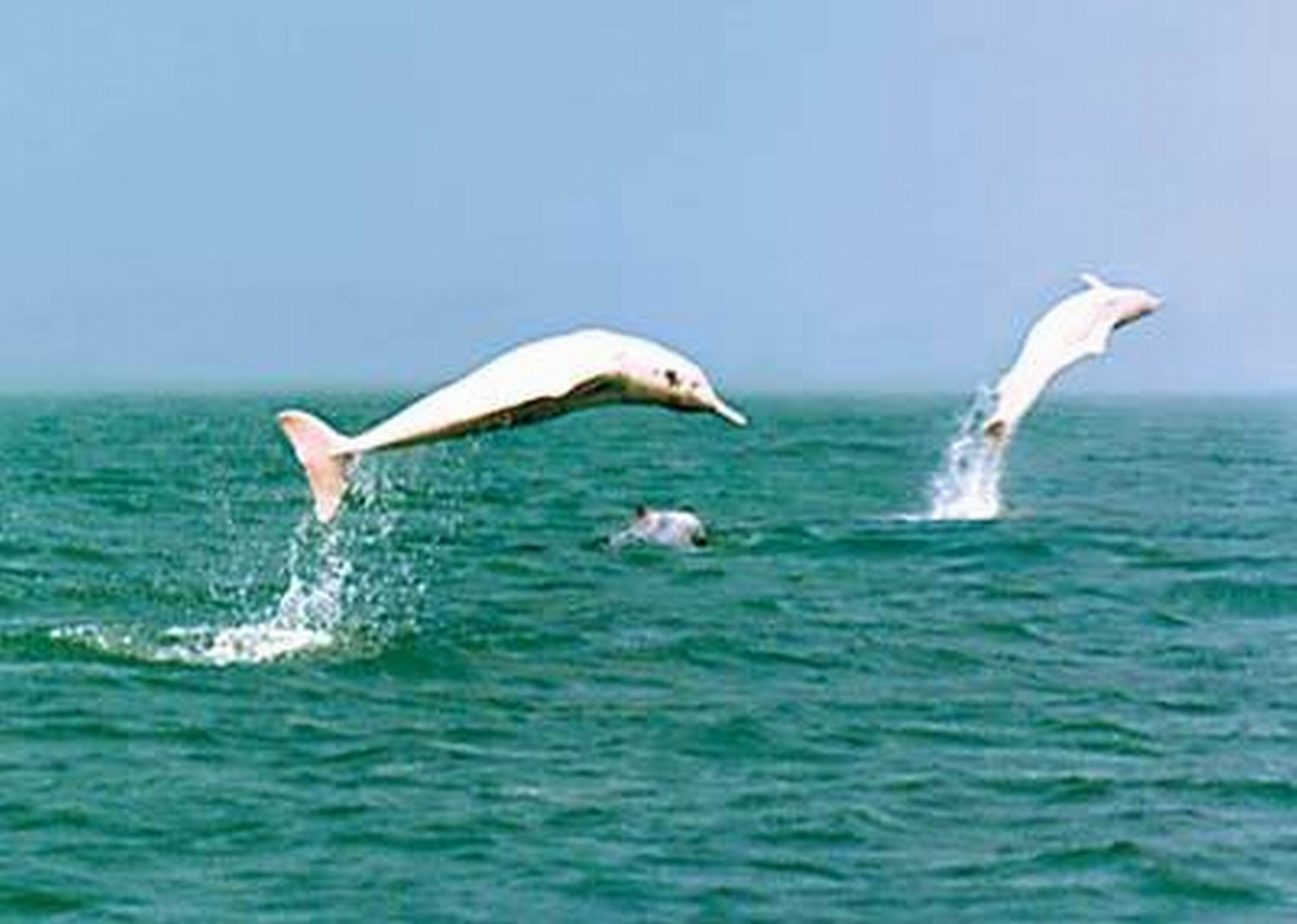 珠海中华白海豚保护基地