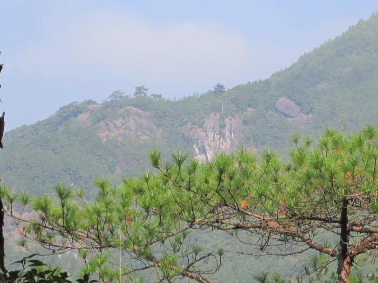 中林狮嘴