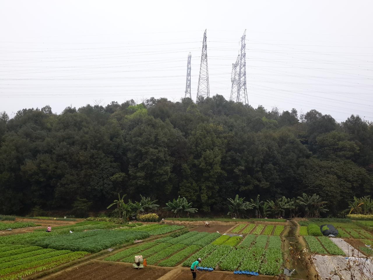 罗田森林郊野公园