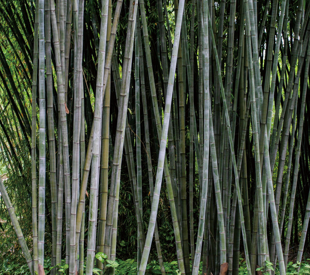 丛生竹品种及图片大全图片