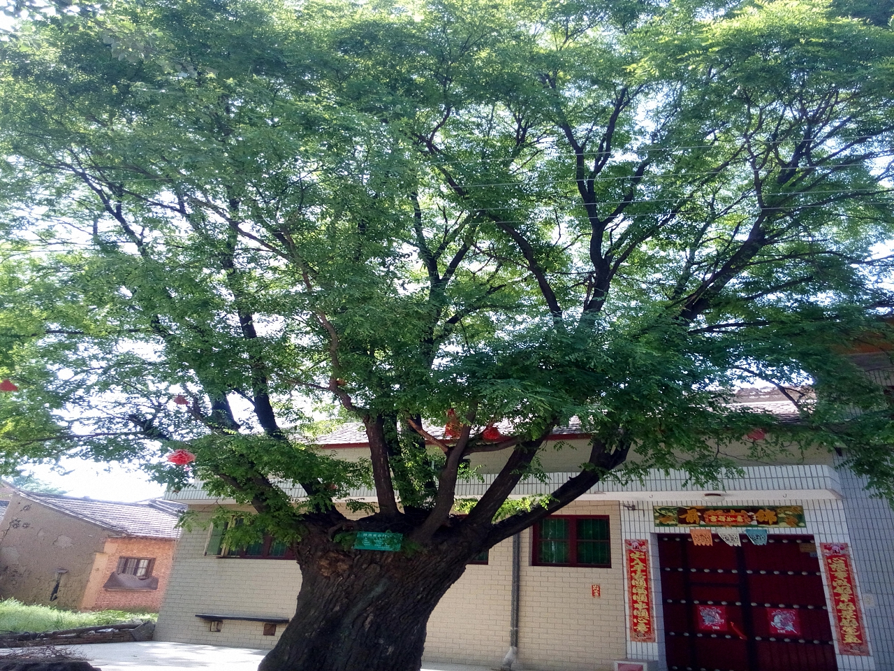 巩寺村槐树