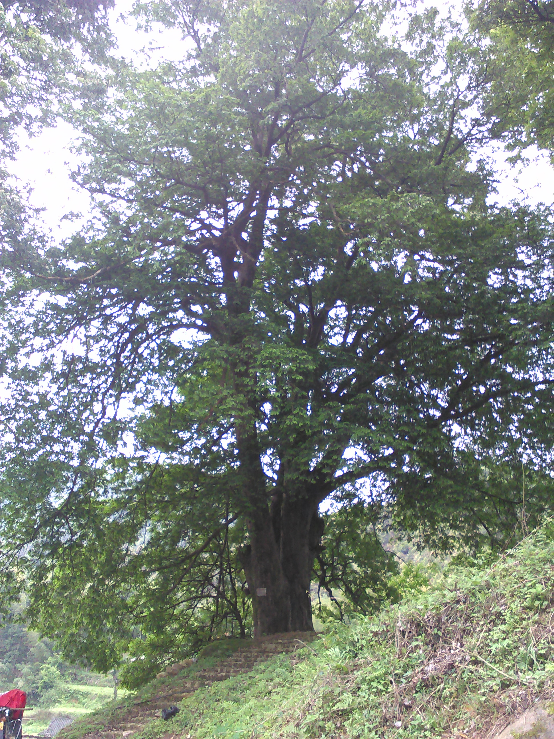 肖屋岭红豆杉