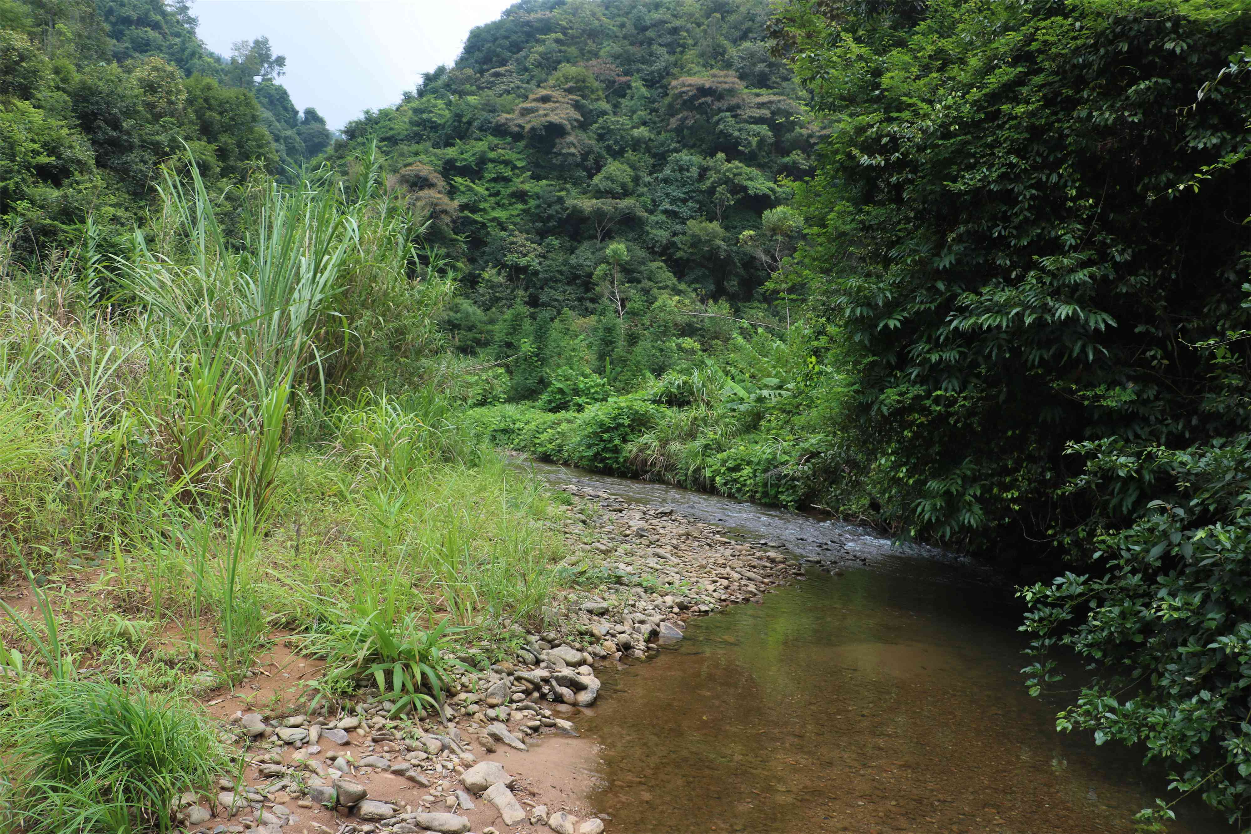 茶山河