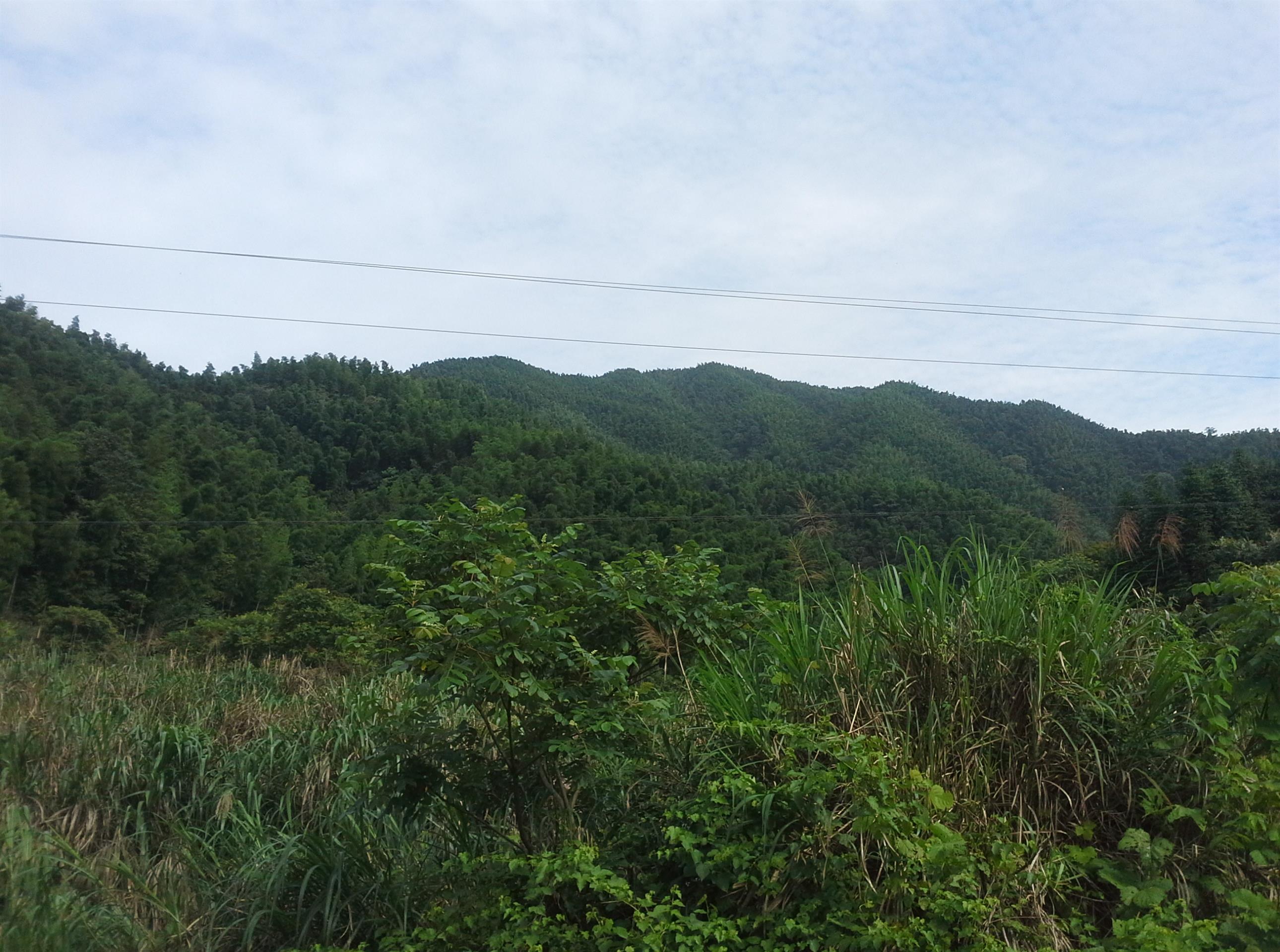 崇仁县清芝峰自然保护区