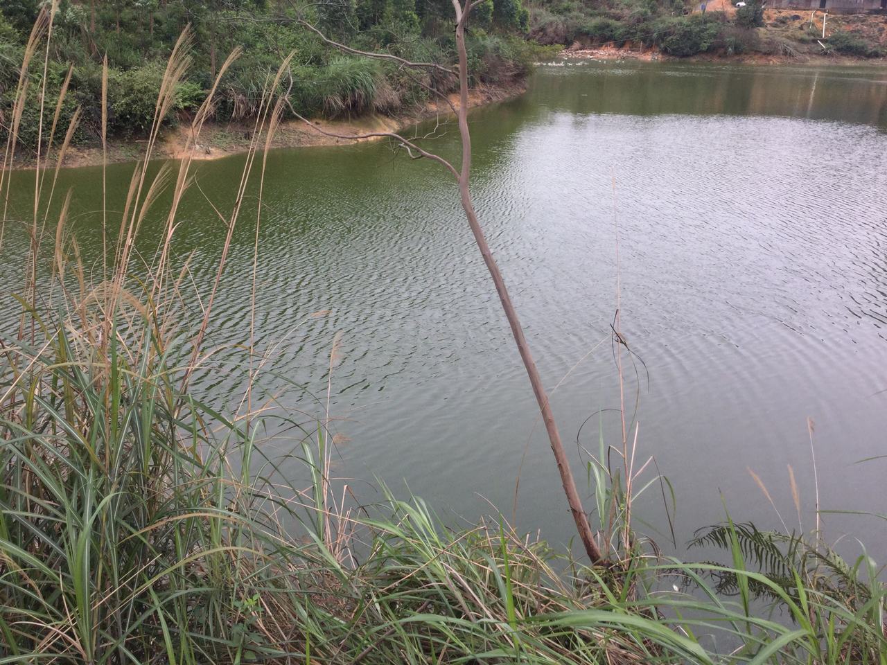 鲤鱼上水水库