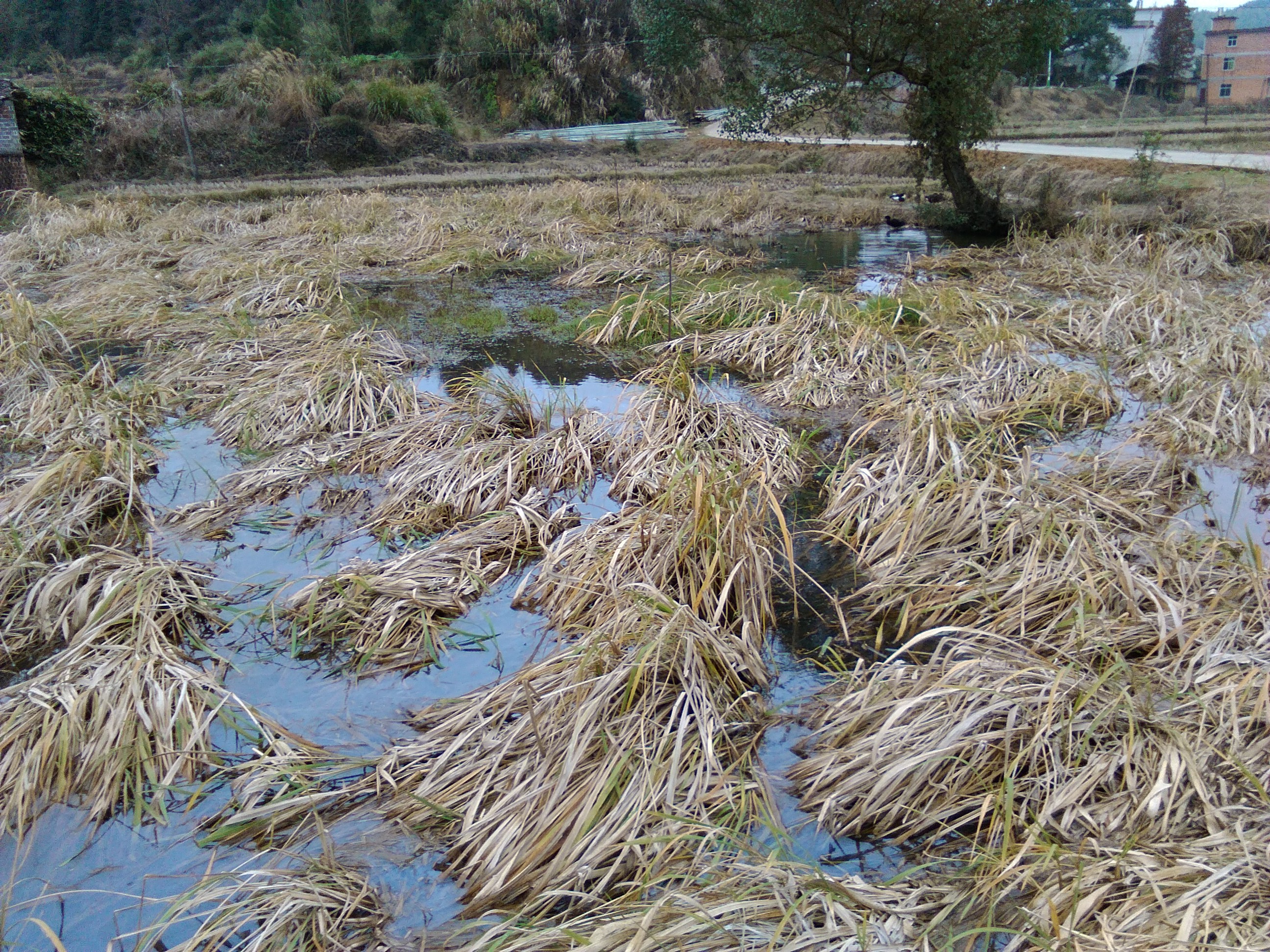 松公坑山塘