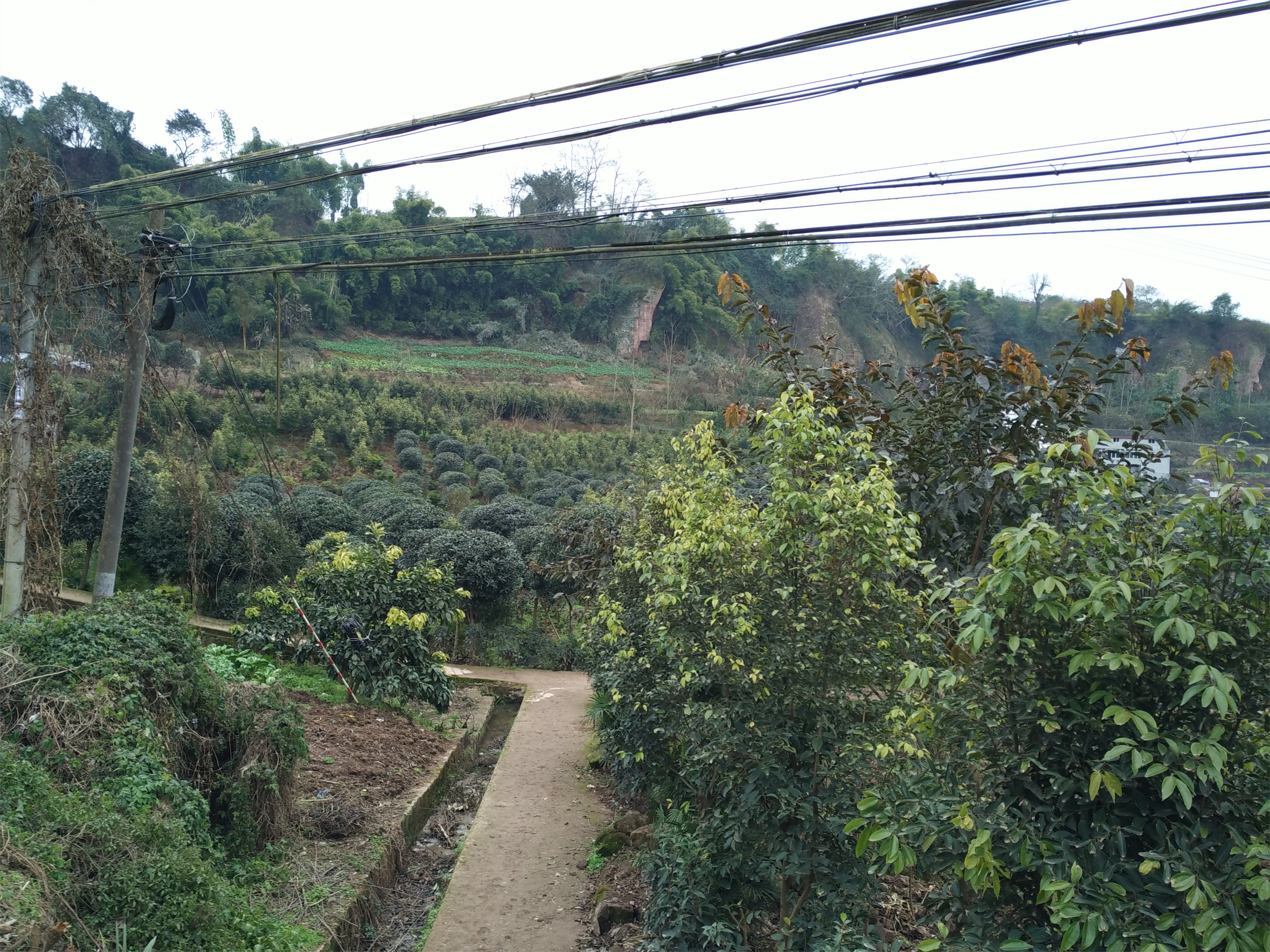 重庆北碚静观花木生态旅游区