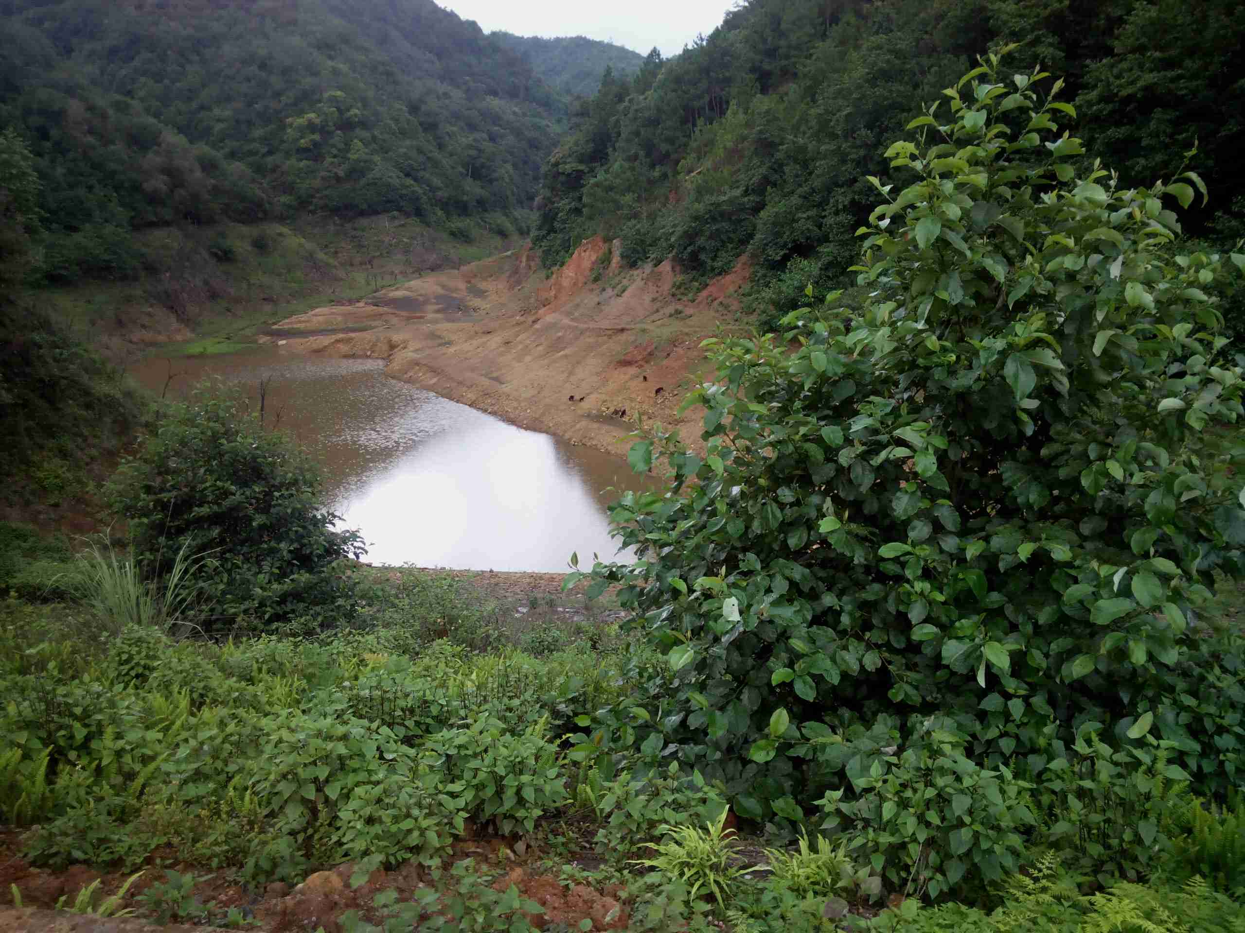 桃李水库