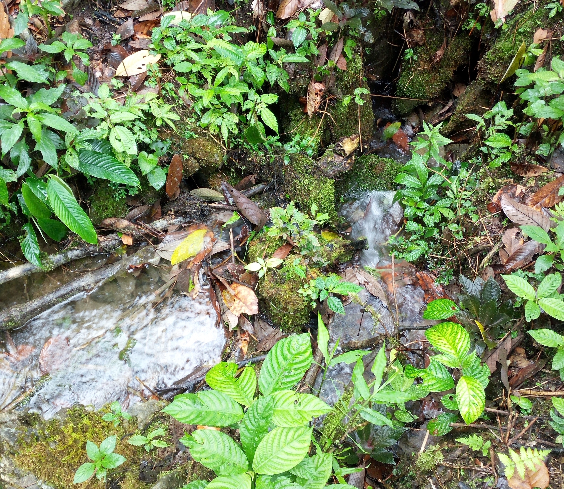 槟榔山天然矿泉水