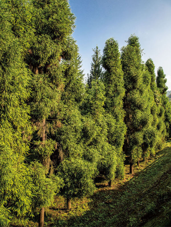 柳杉植株园景树