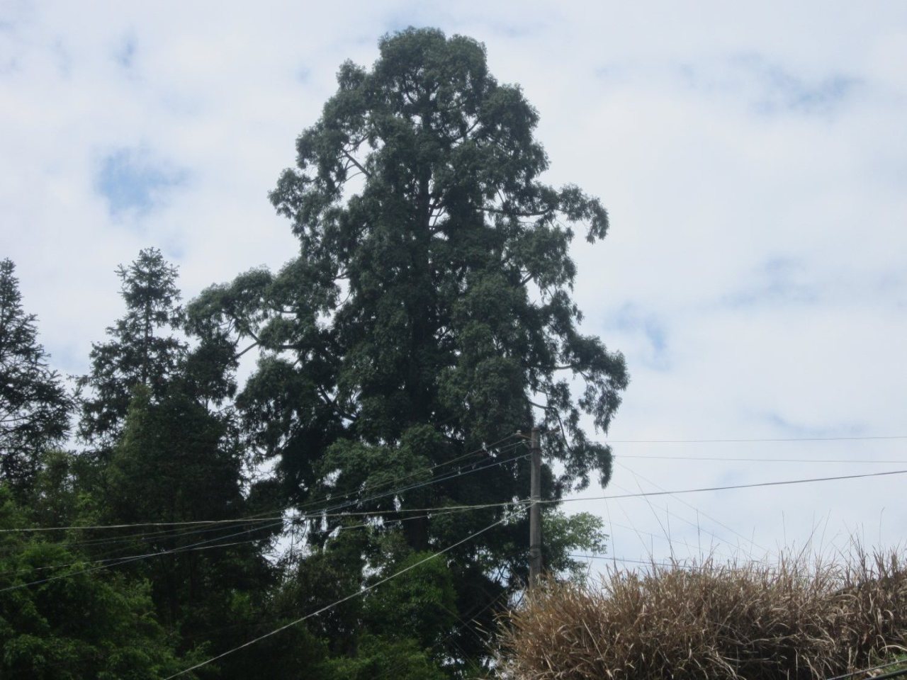 际头福建柏古树