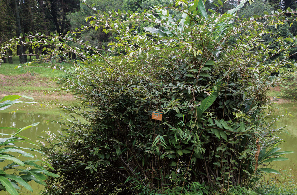 胡颓子植于池畔