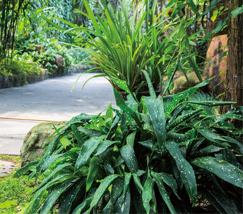 洒金蜘蛛抱蛋植于小径旁