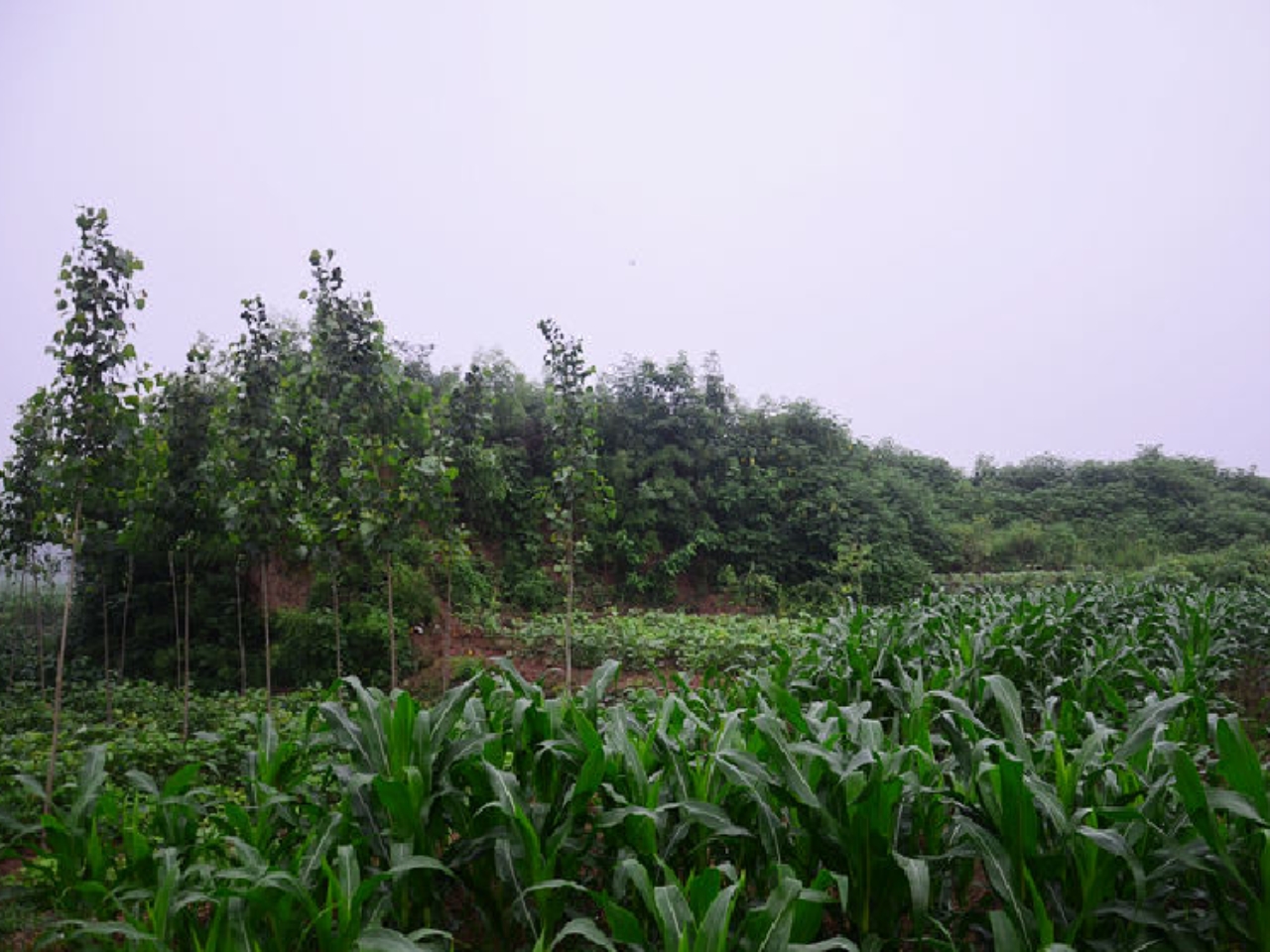 东平陵故城