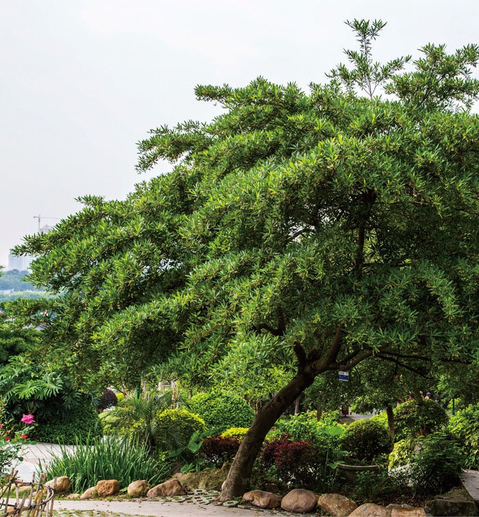 水石榕植做园景树