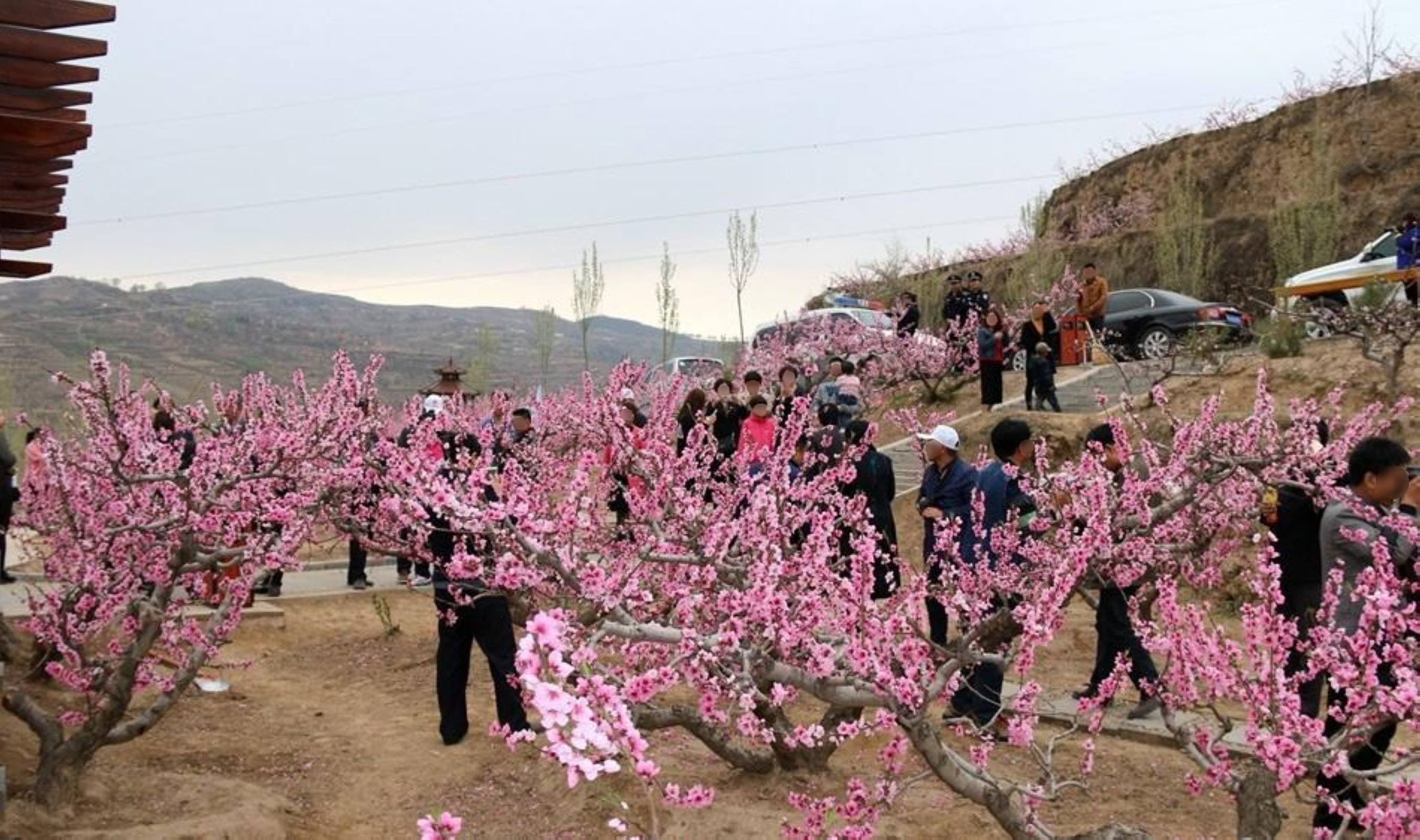 桃园景区