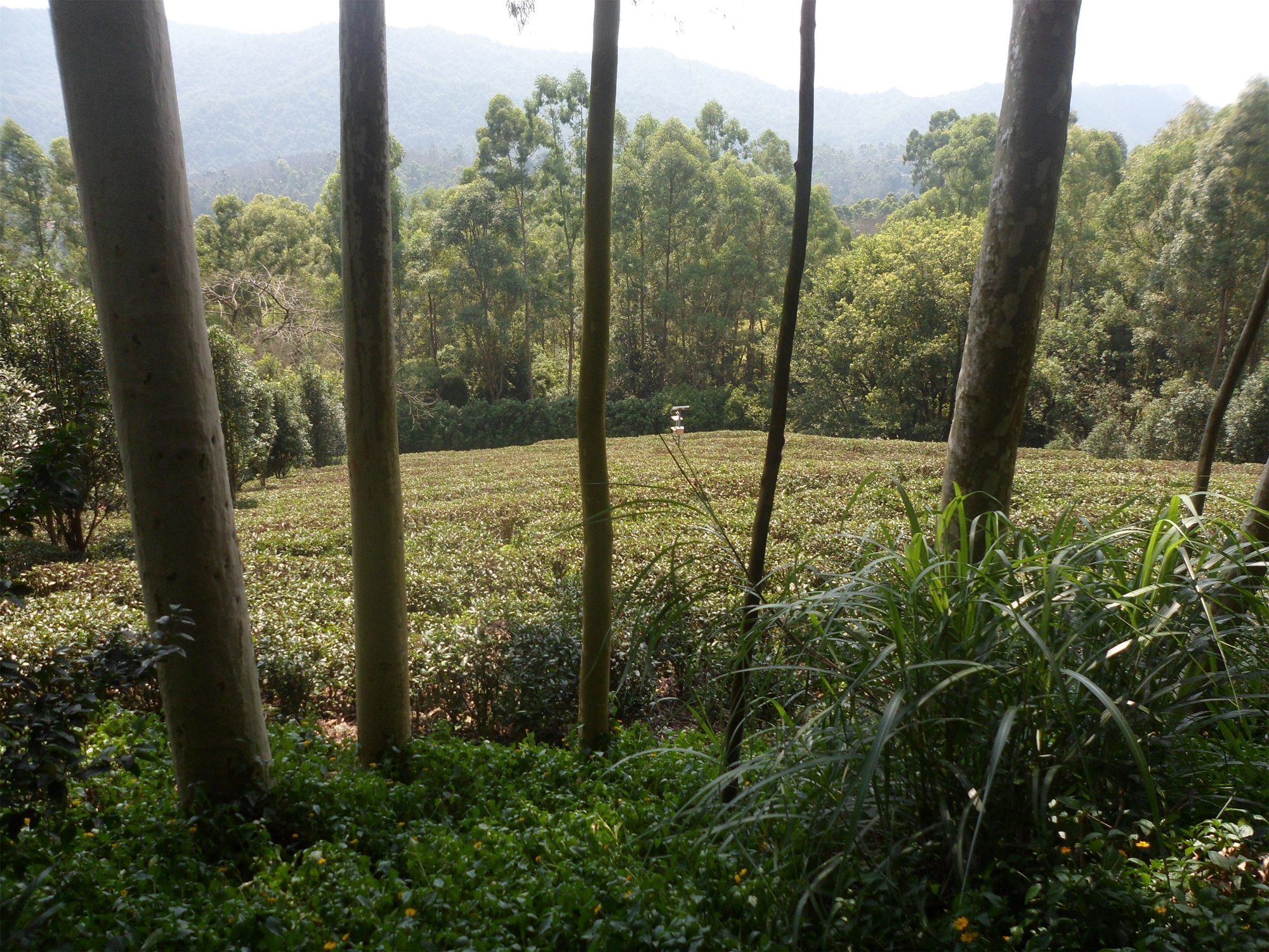 雁南飞茶田度假村