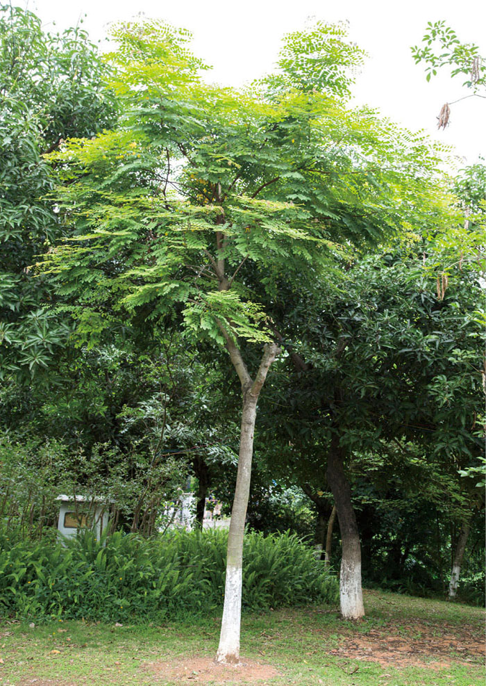 海红豆植做园景树