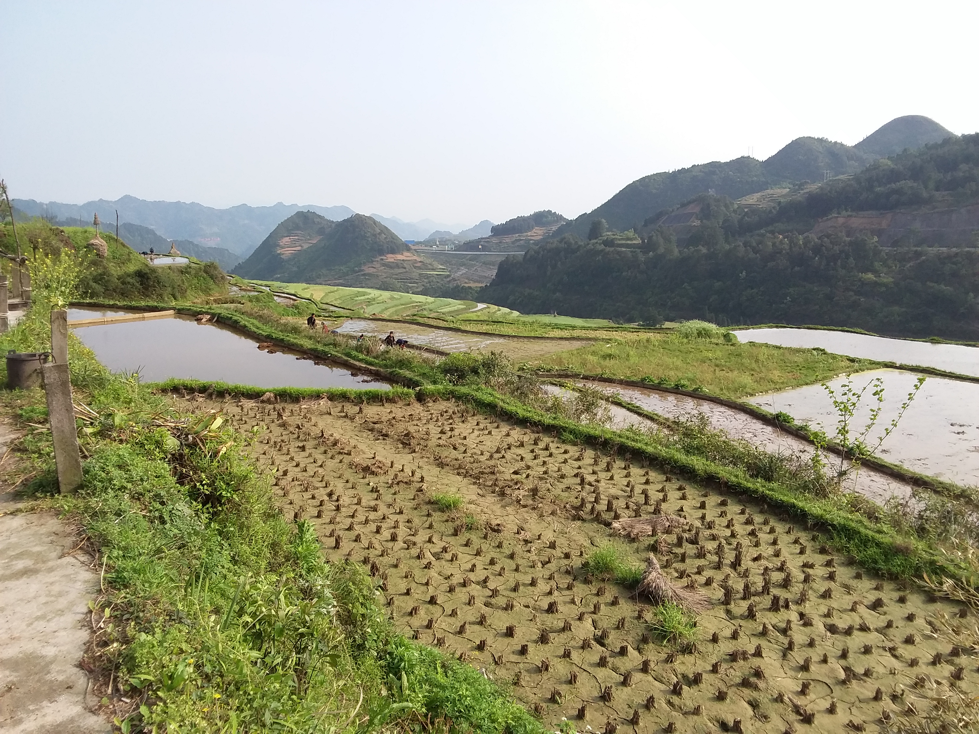 高要梯田