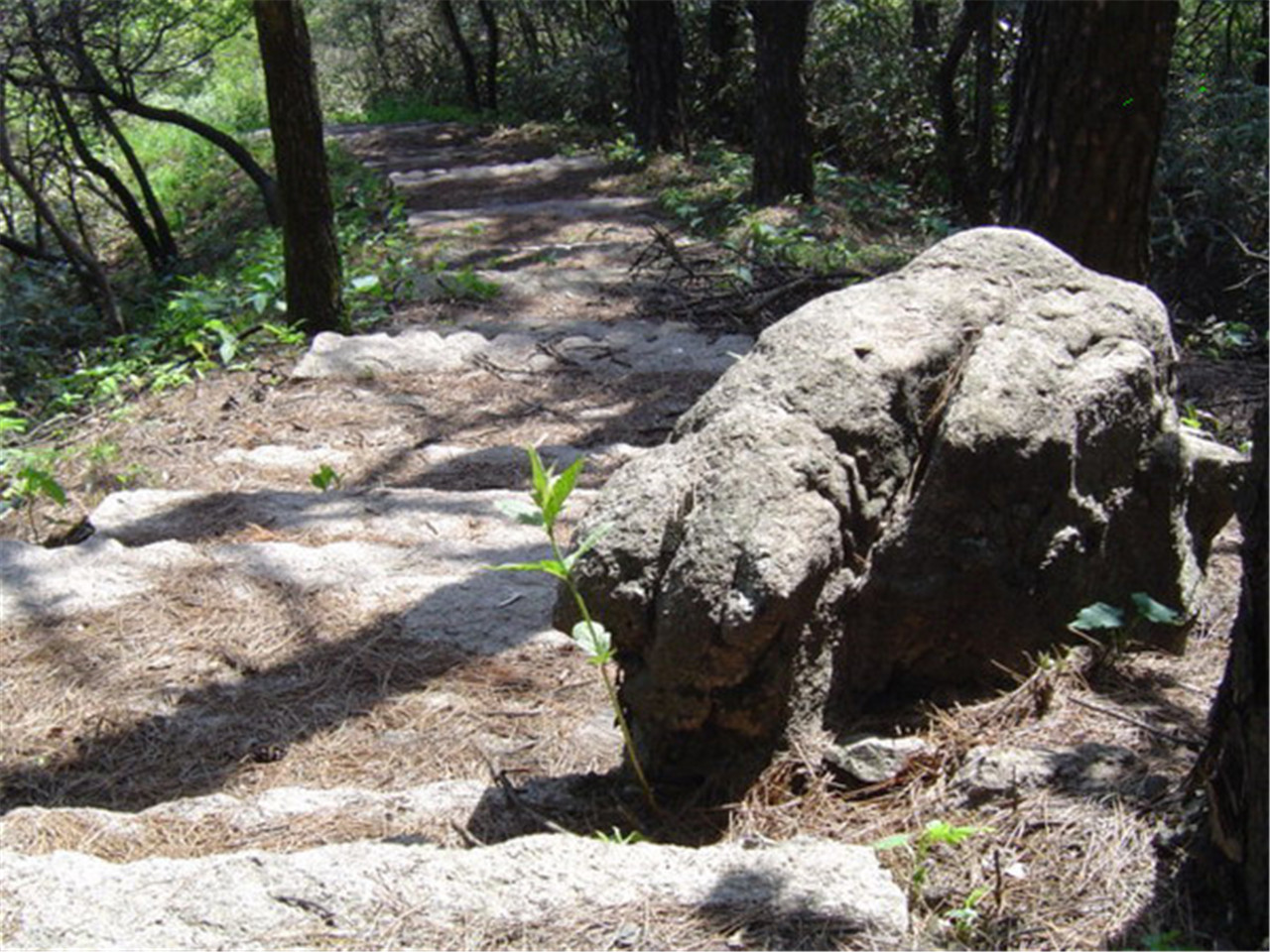 野猪上山