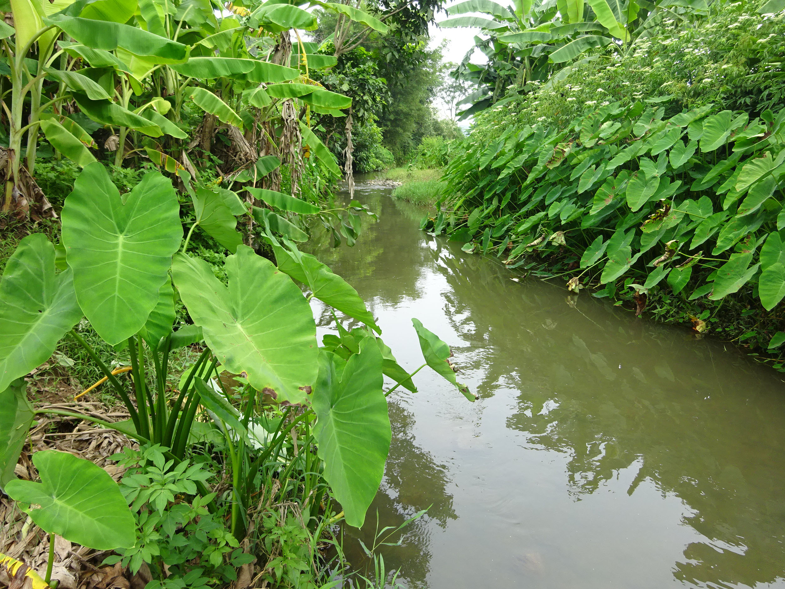 大里冲河